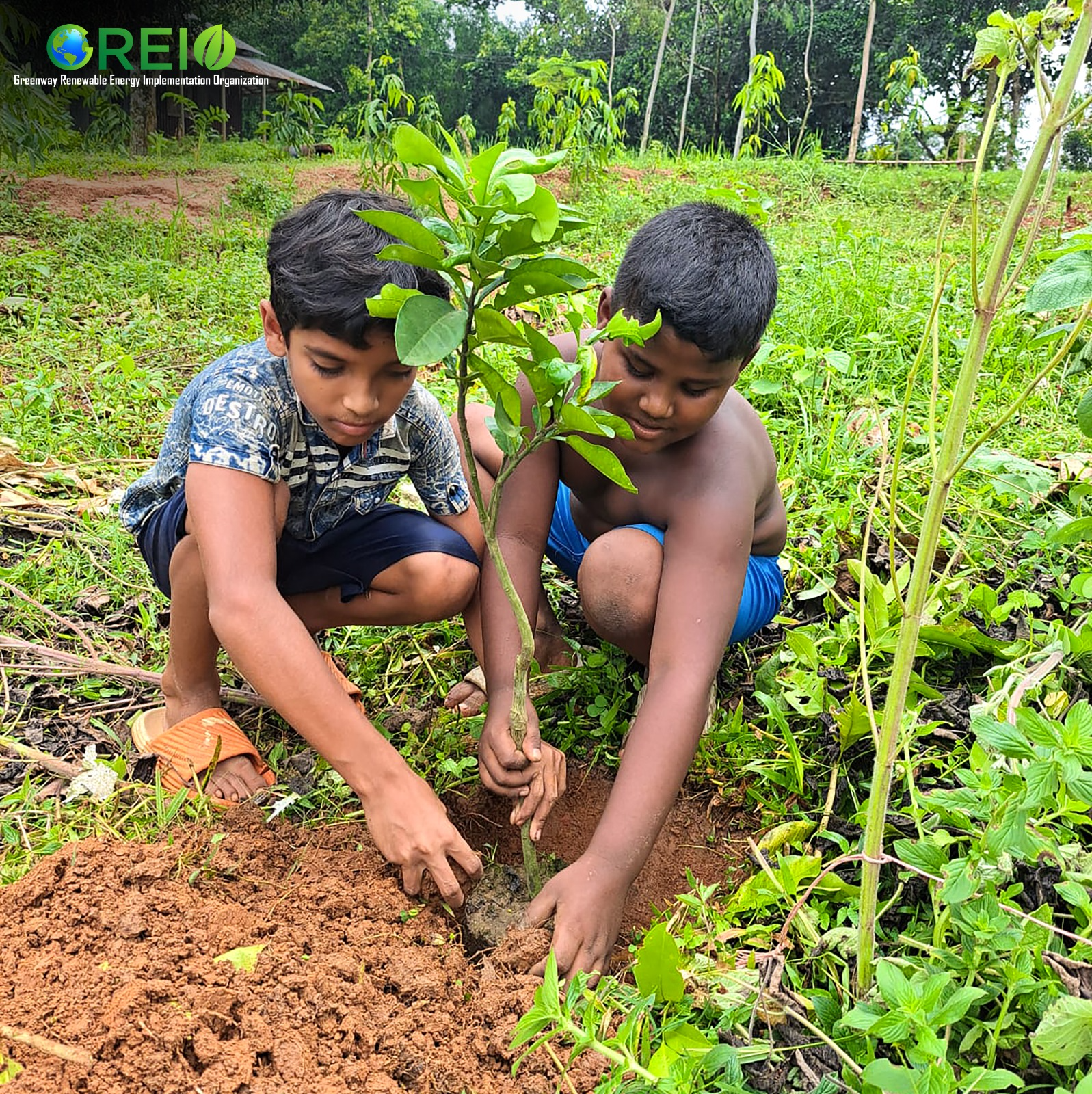 Rice farm and sustainable farming